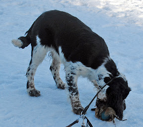 Dummy upptag f&ouml;r Cara med &auml;kta fasan fj&auml;drar p&aring; var Nice!